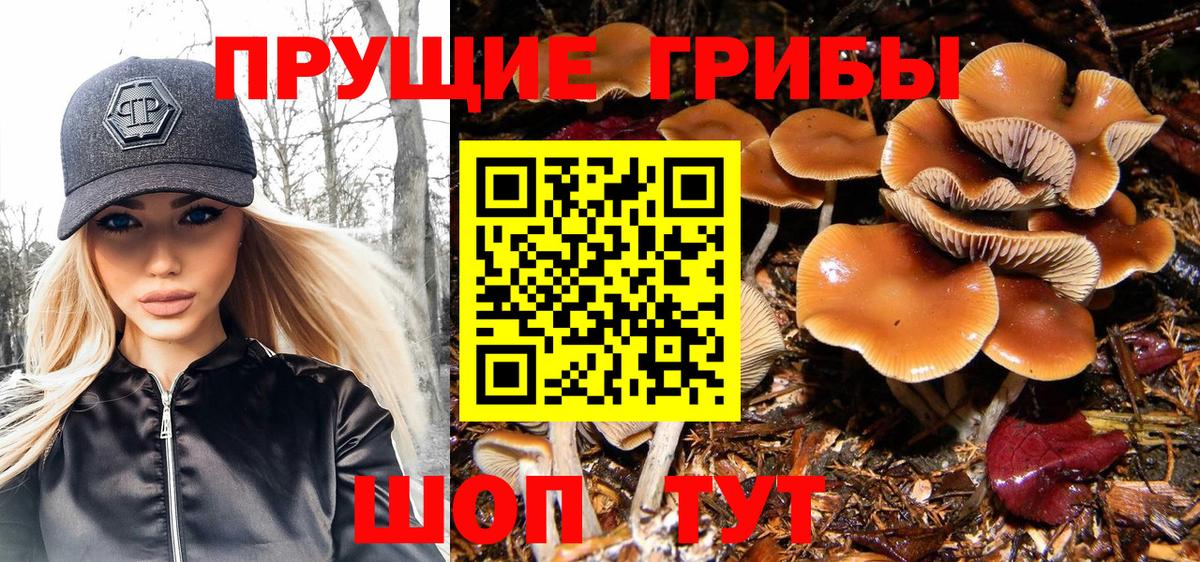 Сыктывкар  Псилоцибиновые грибы Psilocybine cubensis  Вход с VPN 